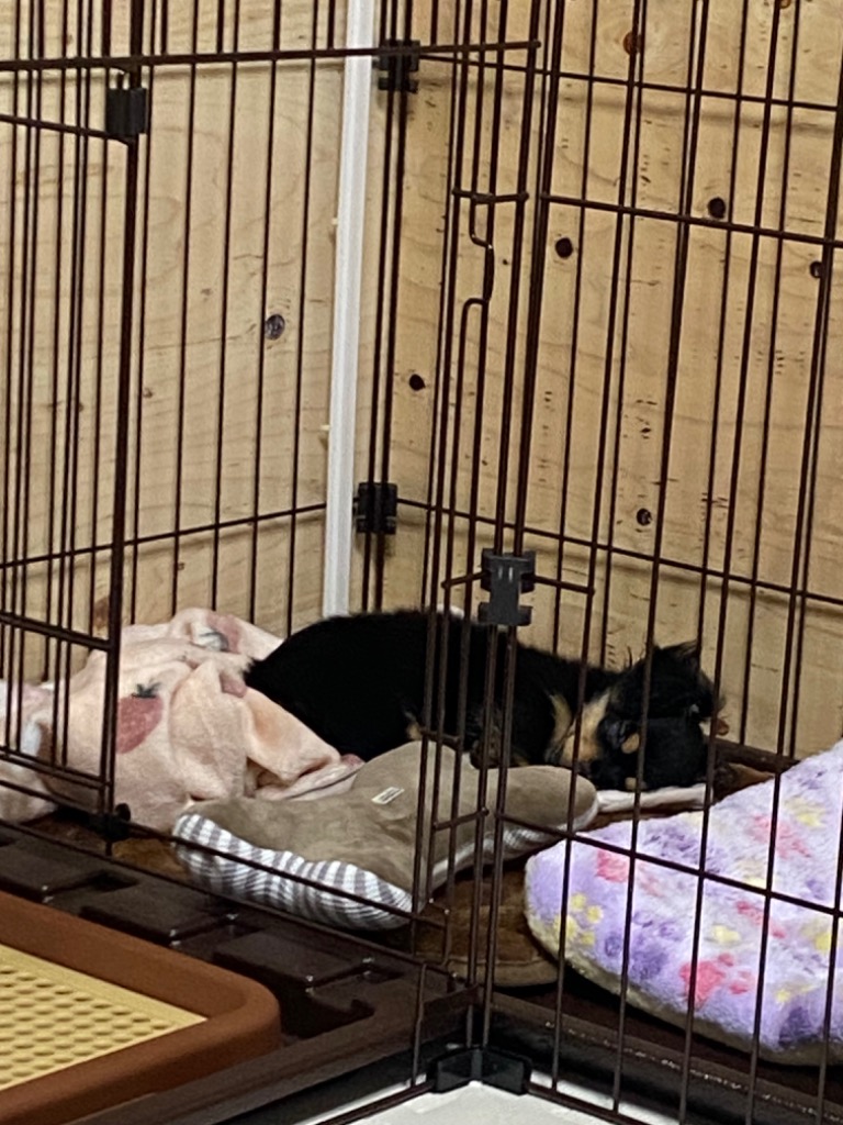ペティオ サークル ケージ 小屋 犬用 トイレのしつけが出来る