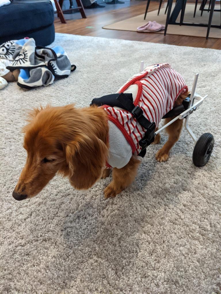 1ヶ月レンタル K9カート犬用車椅子後脚サポート XS・猫(5kg未満