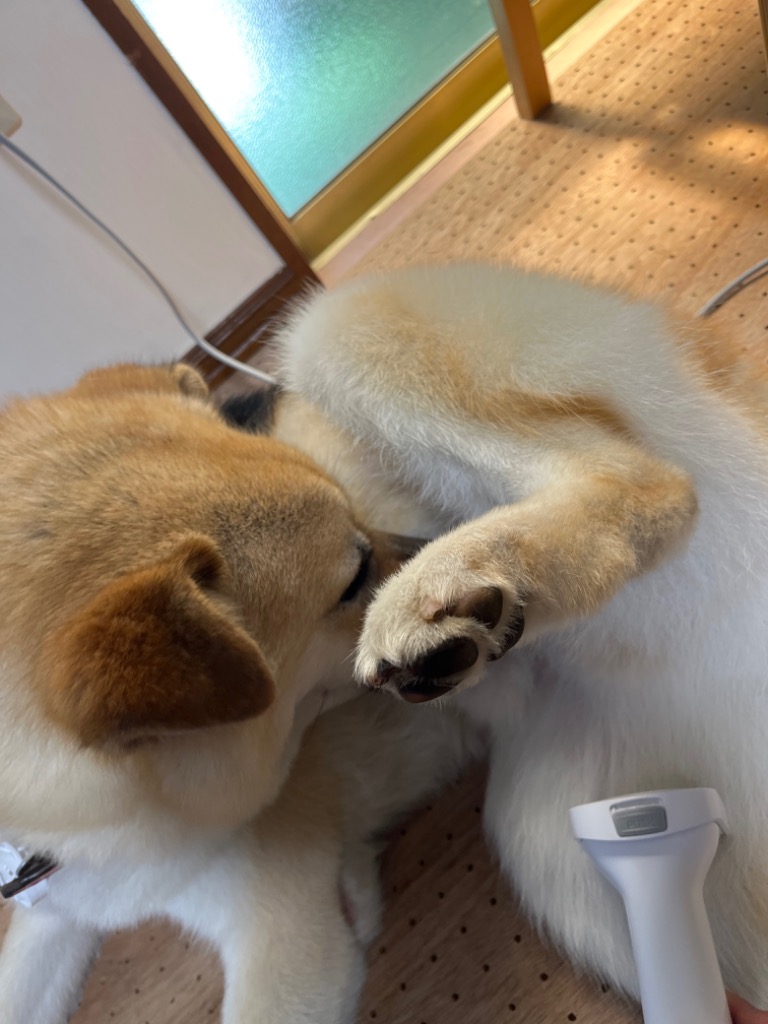 レビュー画像