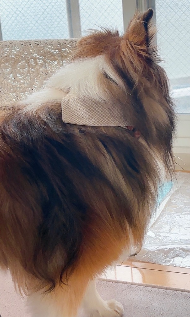 1件目のレビュー画像 | 0