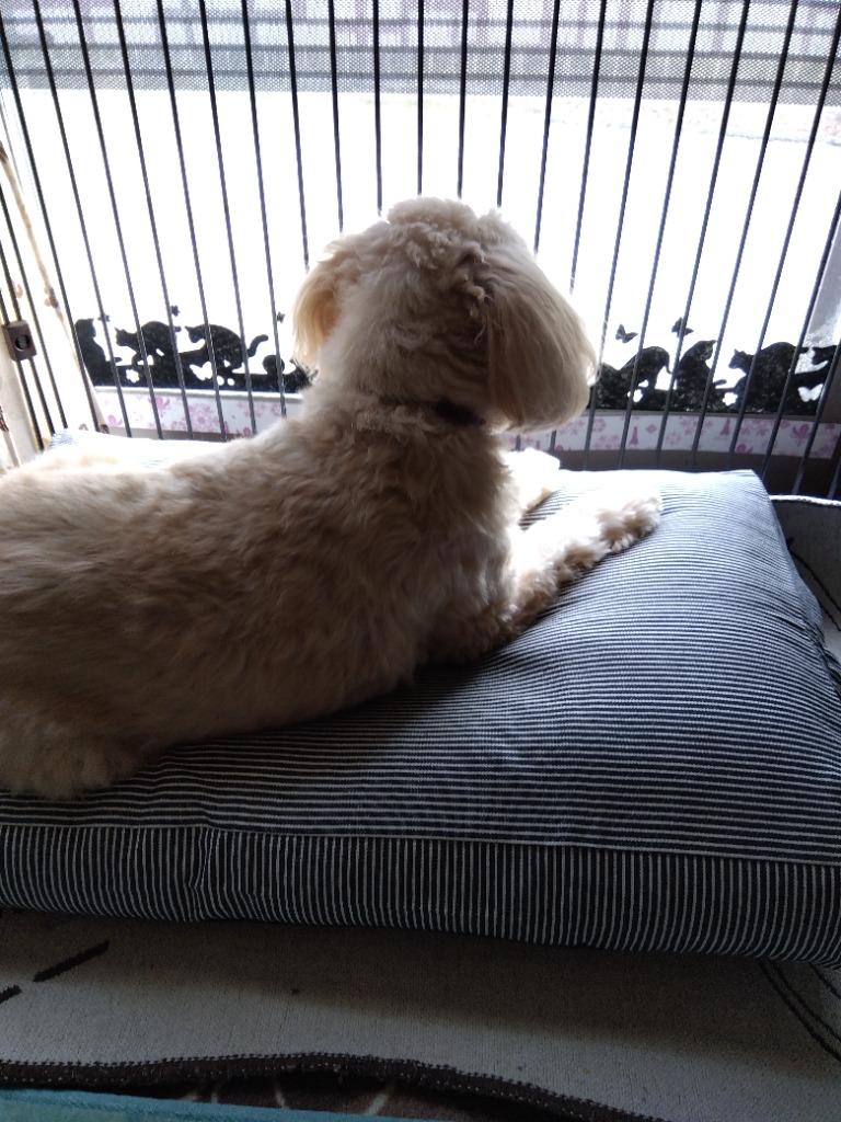 ペットベッド 犬 ベッド 犬用ベッド 小型犬 ペット 犬のベッド