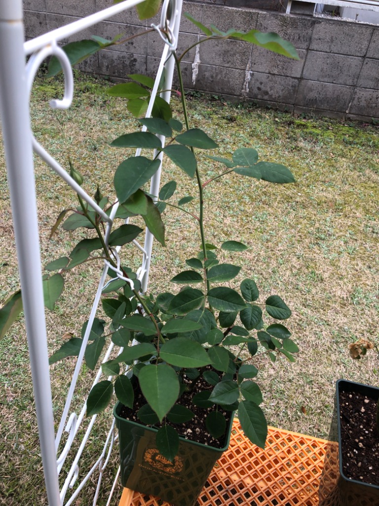 バラ苗 ダーシーバッセル (大苗) シュラブ 半つる性 返り咲き 中 バラ苗 ダーシーバッセル (大苗) シュラブ 半つる性 返り咲き 中