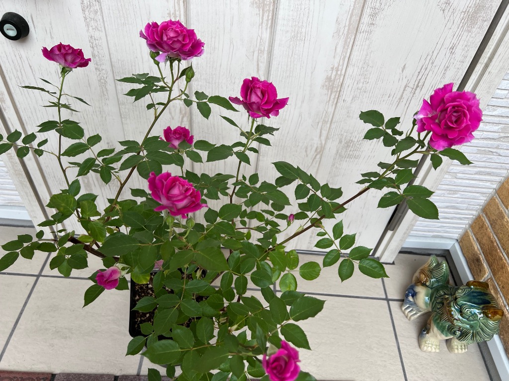 Rosa Orientis コントレイル バラ　大苗　正規品 楽天市場】【大苗】バラ苗 コントレイル 国産苗 6号鉢植え品