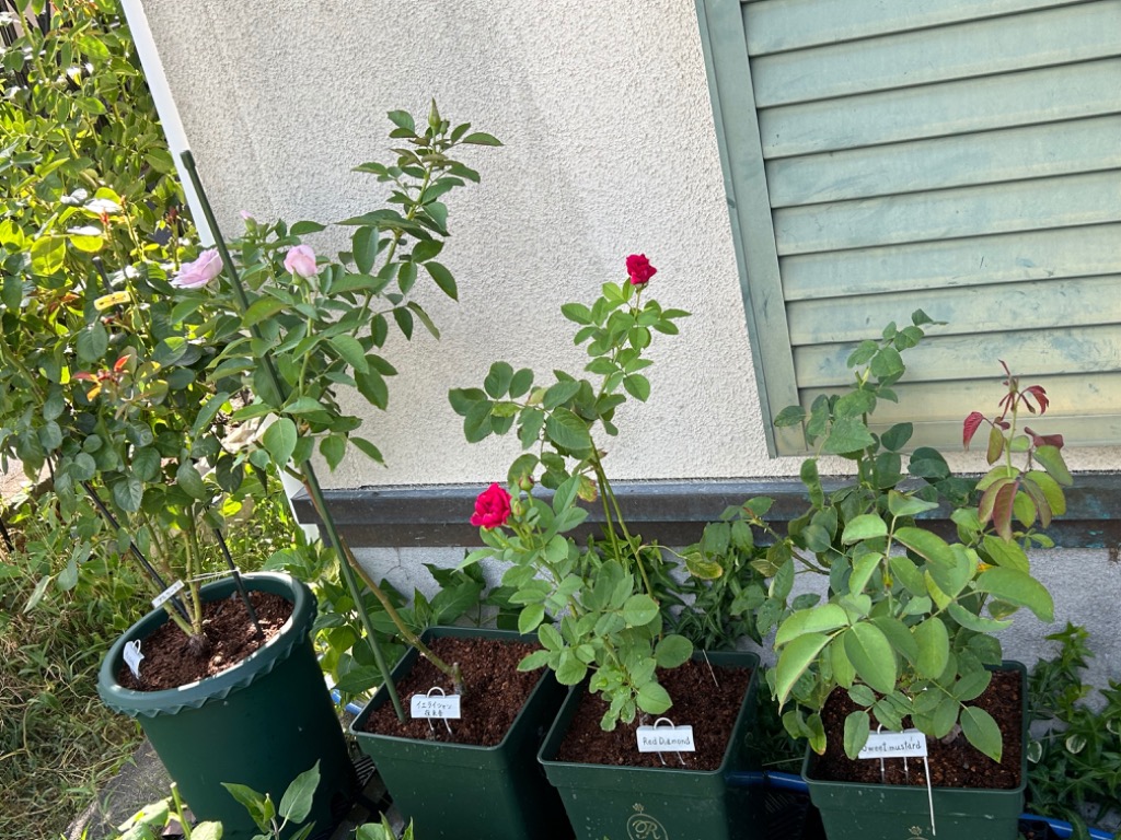 THE ROSE SHOP オリジナル8号角鉢 (あすつく対象) : バラ専門店 ザ