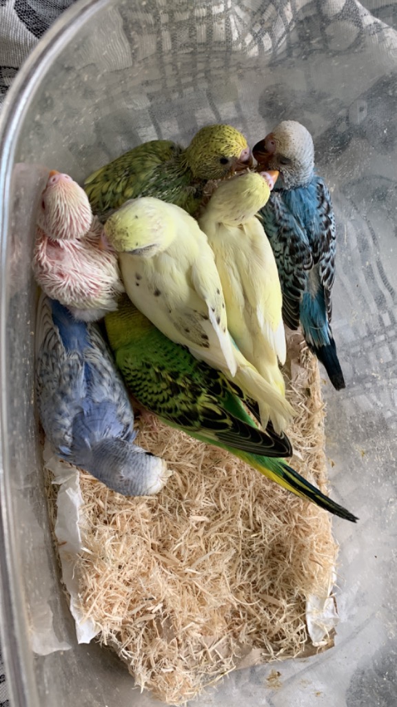 KAYTEE KAYTEE exact（イグザクト） ハンドフィーディング