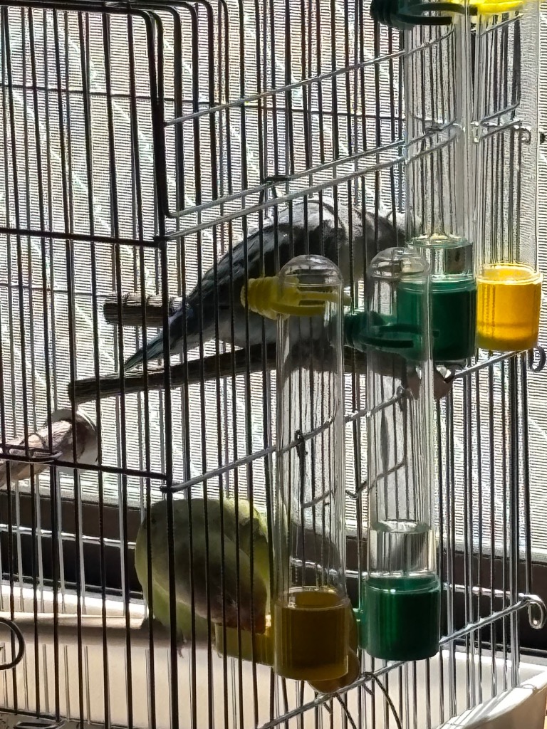 HOEI ホーエイ 鳥かご 580手のりワイドG ホワイト : アールズ