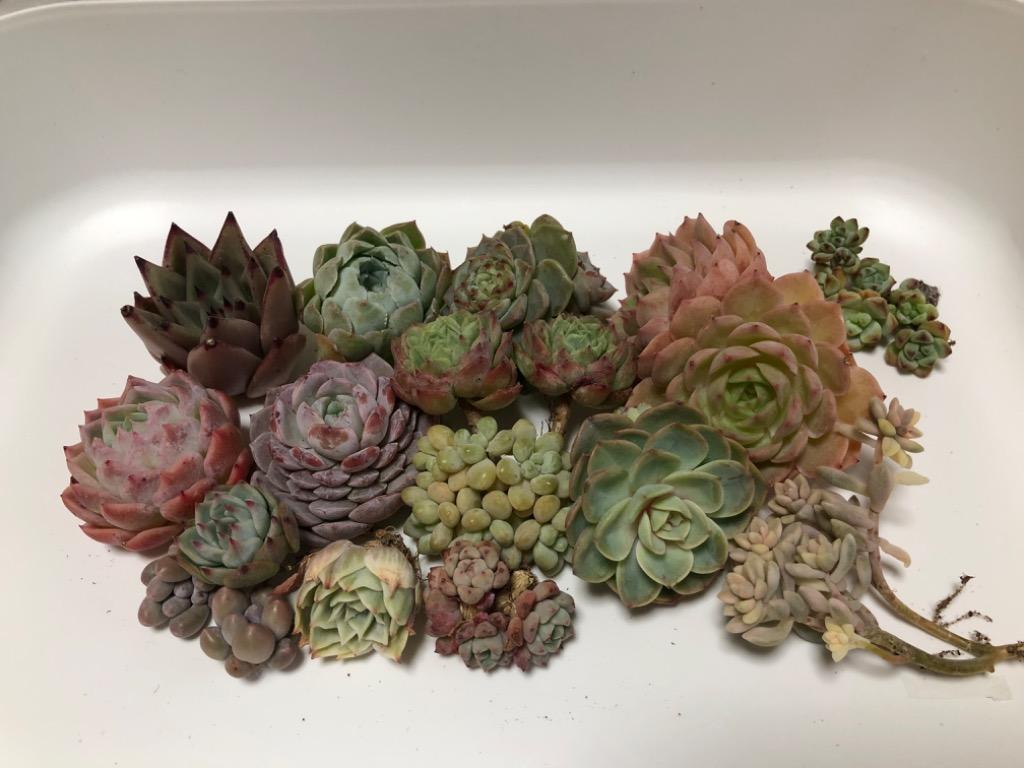 るる農園2026福袋＞5千円 : るる農園 - 通販 - Yahoo!ショッピング