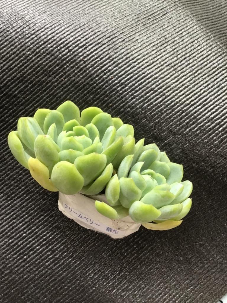 新入荷 多肉植物 クリームベリー ２頭群生 るる農園 :taniku032:るる農園 - 通販 - Yahoo!ショッピング