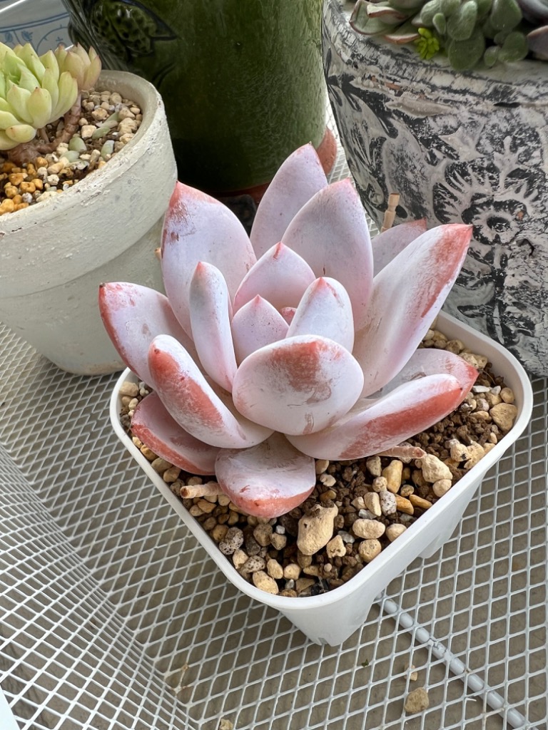 多肉植物 新品種 Echeveria 星雪 超美苗 特大 るる農園 - サボテン