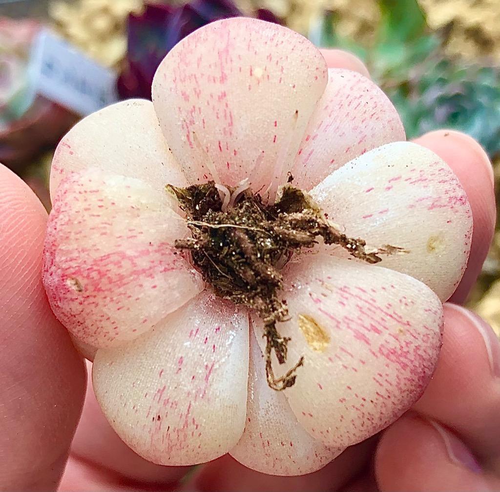 多肉植物 アイスドール るる農園 : るる農園 - 通販 - Yahoo!ショッピング