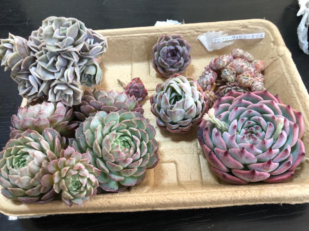 多肉植物 グロブローサxヒューミリス 10頭 特大群生 るる農園