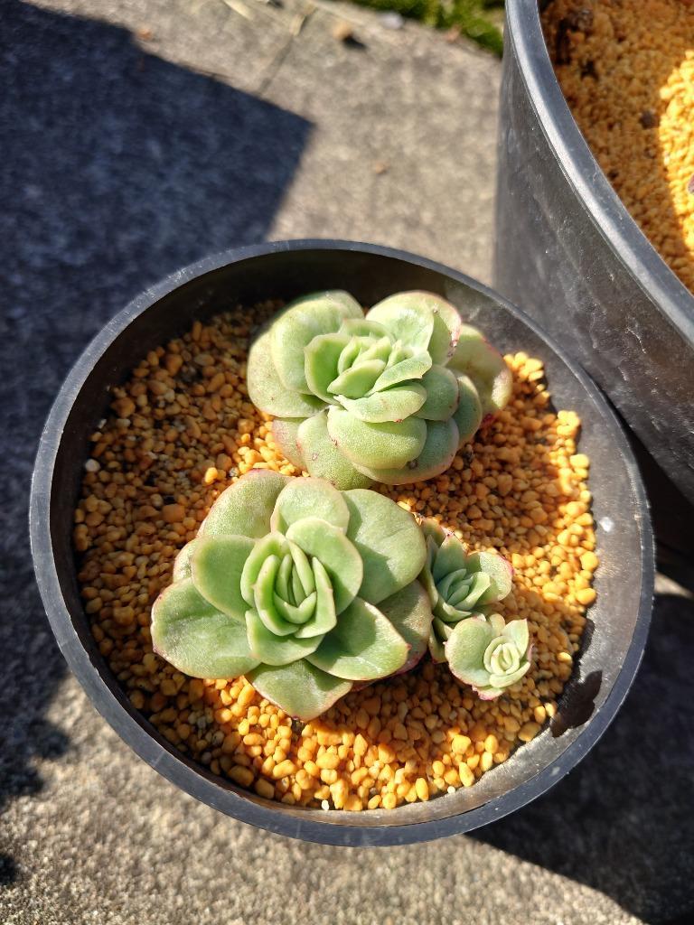多肉植物 アイスラブリーローズ(錦) 5頭以上 るる農園 : るる 多肉植物 アイスラブリーローズ(錦) 5頭以上 るる農園 : るる
