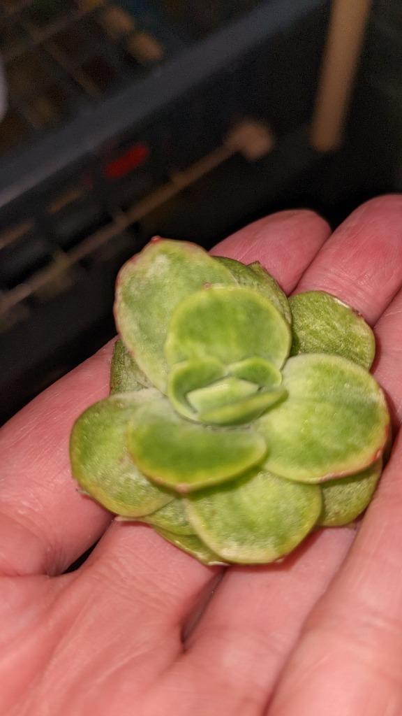 多肉植物 アイスラブリーローズ(錦) 5頭以上 るる農園 : るる 多肉植物 アイスラブリーローズ(錦) 5頭以上 るる農園 : るる