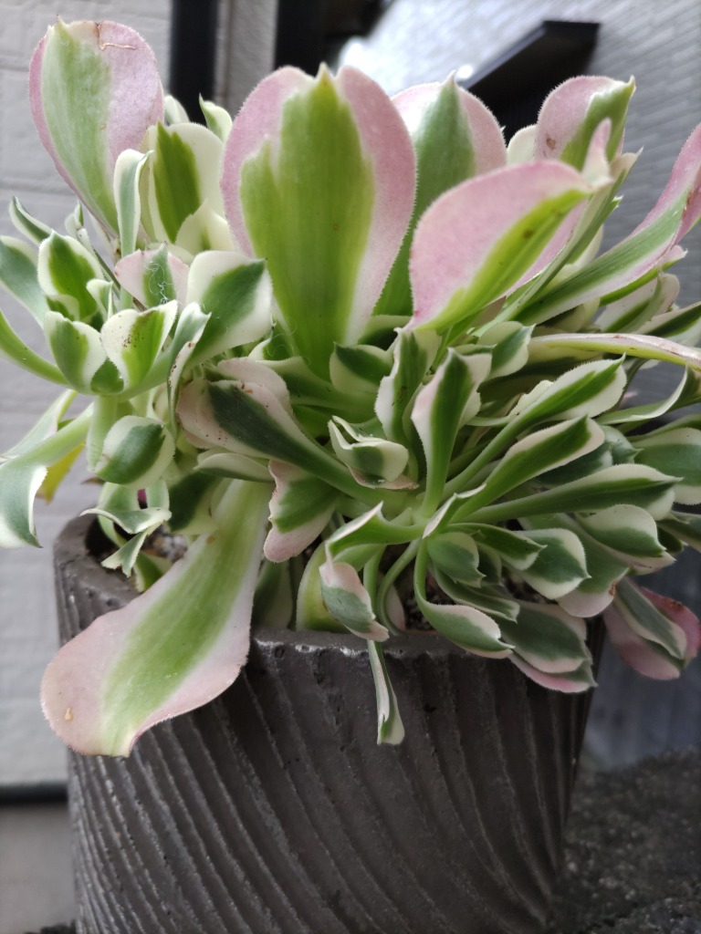 多肉植物 新品種 Aeonium 白鳳錦 特大群生 直径約18cm るる農園 多肉植物 新品種 Aeonium 白鳳錦 特大群生 直径約18cm るる農園
