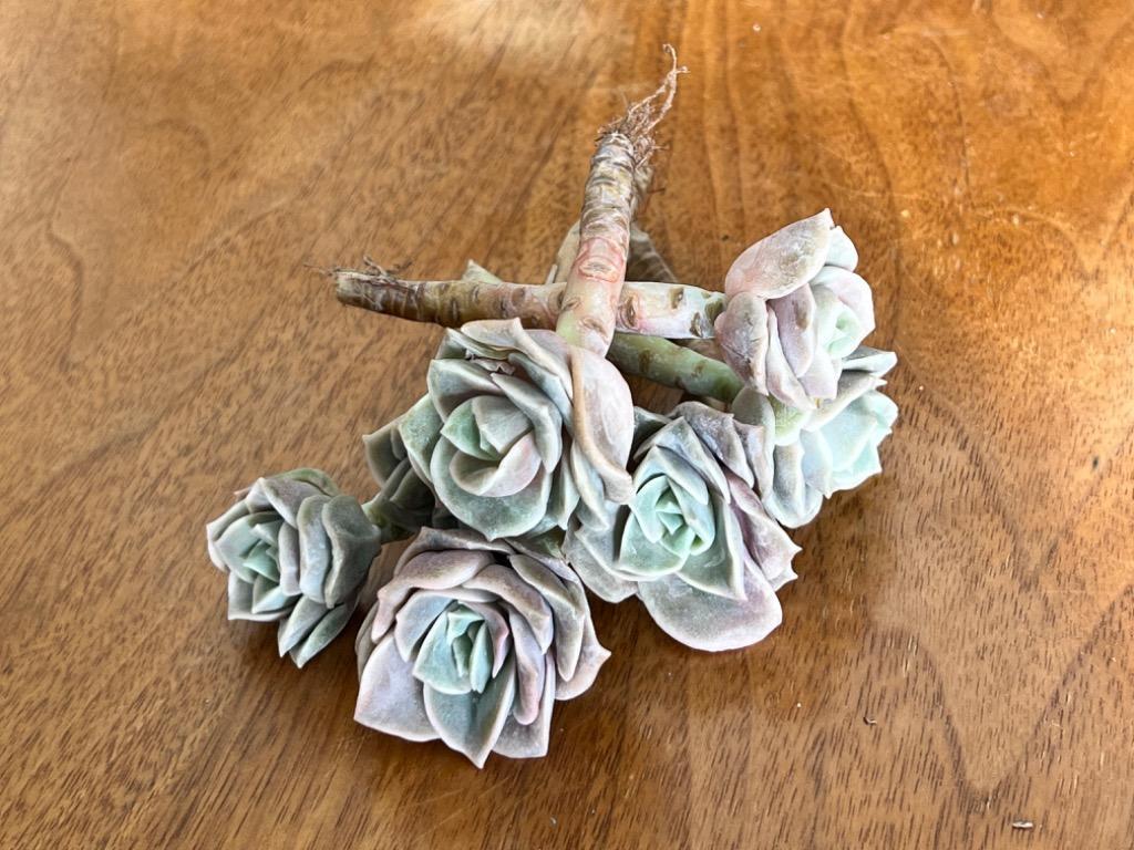 ✾ラブリーローズ　大苗　カット苗　多肉植物 841f4a6bd99eb3f25776e8e50249fa