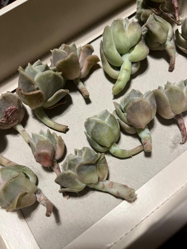 ✾ラブリーローズ　大苗　カット苗　多肉植物 841f4a6bd99eb3f25776e8e50249fa