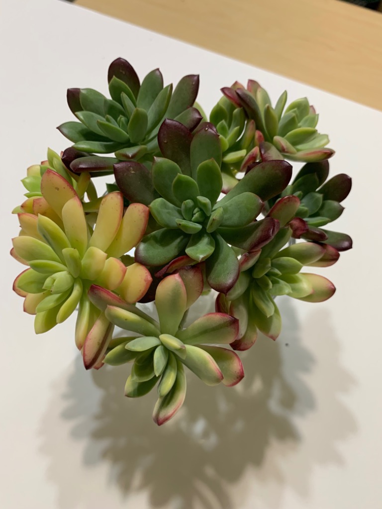 多肉植物 ミニベル錦 特大 るる農園 : るる農園 - 通販 - Yahoo