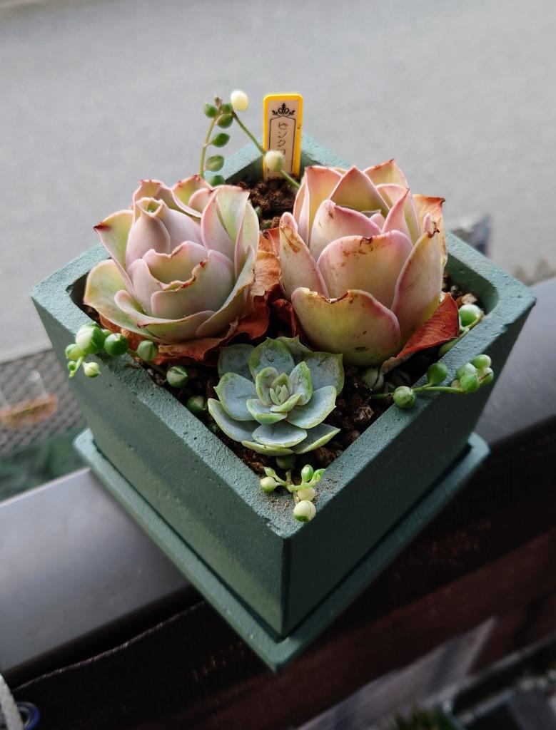 全国宅配無料 多肉植物 greenovia ピンクローズ その他 - www.noushik.fr
