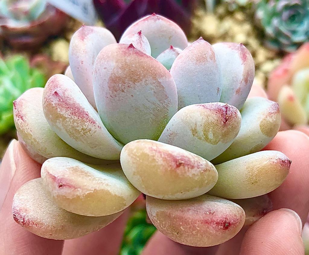 多肉植物 新品種 Echeveria 星雪 超美苗 特大 るる農園 : るる
