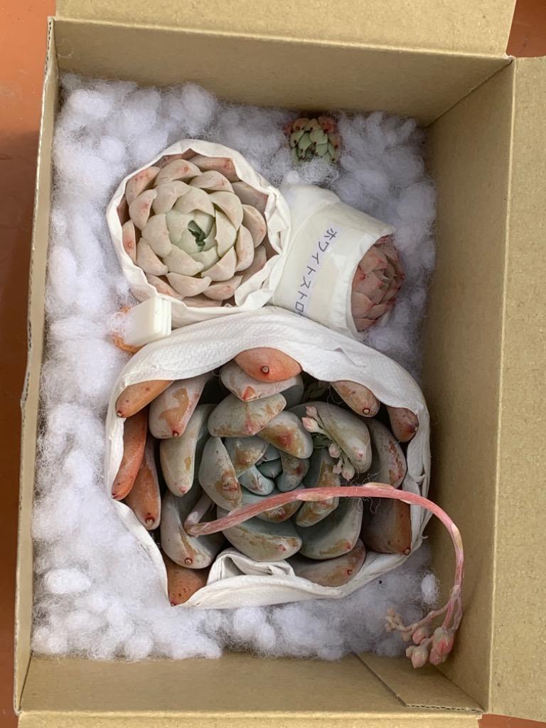 多肉植物 ピンクヒューミリス るる農園 : るる農園 - 通販 多肉植物 ピンクヒューミリス るる農園 : るる農園 - 通販