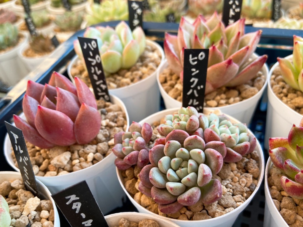 多肉植物 ピンクバブル 3〜5頭 群生 るる農園 : るる農園