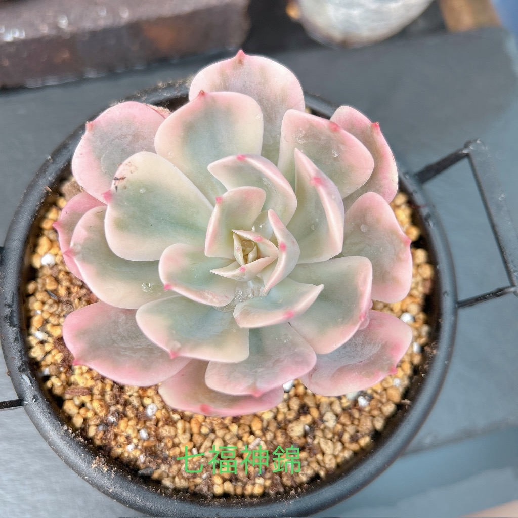 多肉植物　七福神 succlents world 多肉の世界 pickup22『七福神』 | 植物とあなた