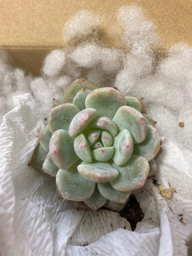 多肉植物　ピンクモンロー　韓国苗 ピンクモンロー 抜き苗 約4cm 多肉植物 - メルカリ