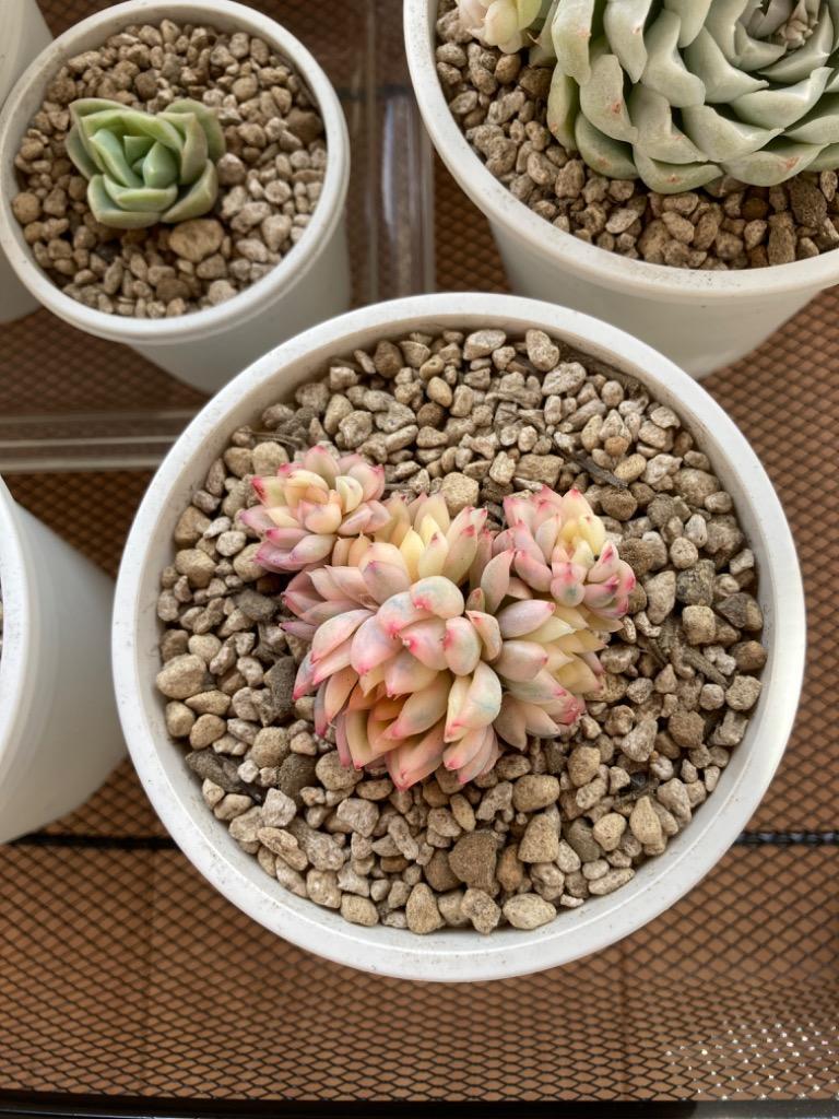 k*i様 B308-3×105苗女雛錦 土付き 多肉植物 エケベリア サボテン ruruplant-store_taniku879783322