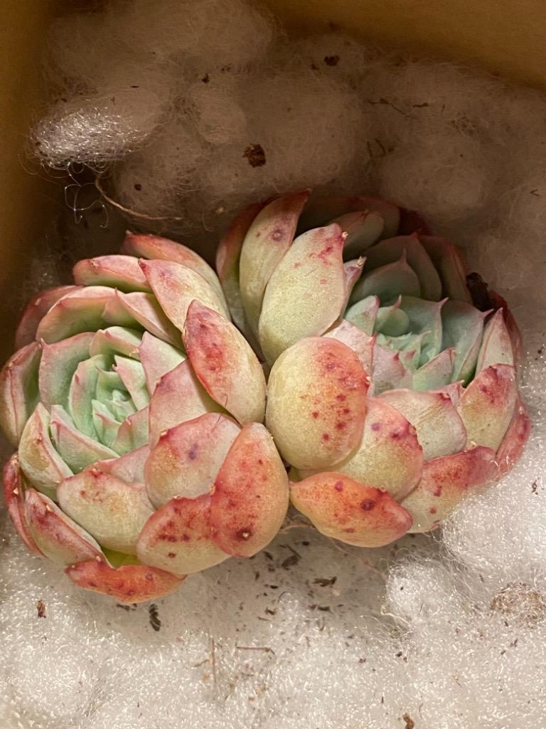 No.449 ❁ストロベリーアイス❁ 抜き苗 多肉植物 寄せ植え No.449 ❁ストロベリーアイス❁ 抜き苗 多肉植物 寄せ植え
