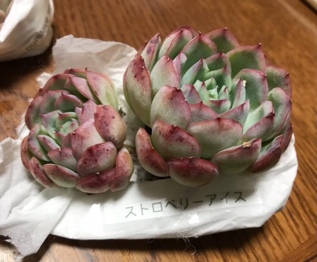 多肉植物 ストロベリーアイス 2頭群生 るる農園 : るる農園