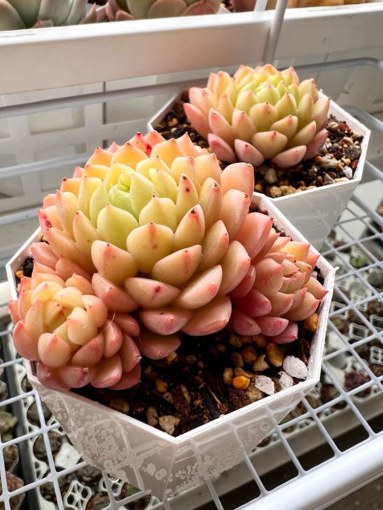 マチカ 群生 多肉植物 エケベリア