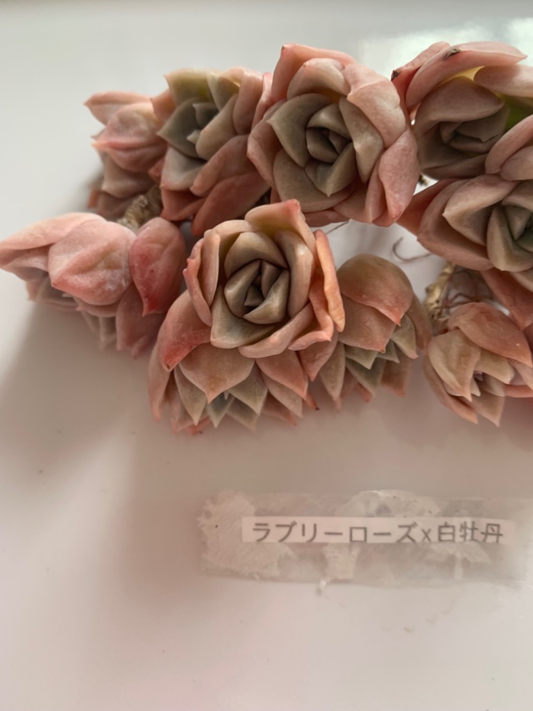 多肉植物 ラブリーローズx白牡丹 7頭 るる農園 : るる農園