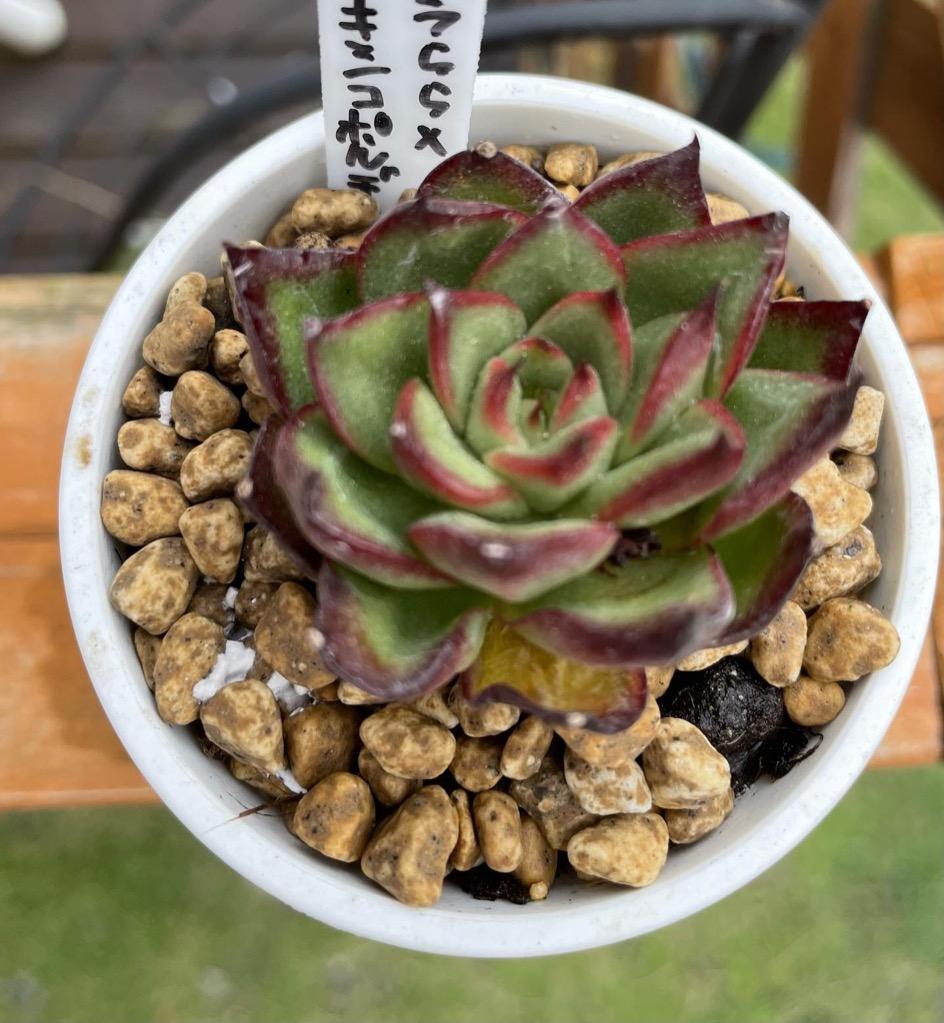 多肉植物　花うららxメキシコポルデンシス　るる農園