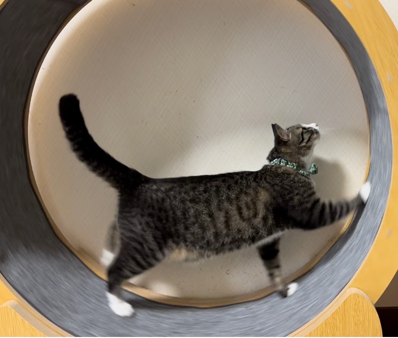 セール] キャットホイール 猫 運動グッズ ネコ ペット用 ト