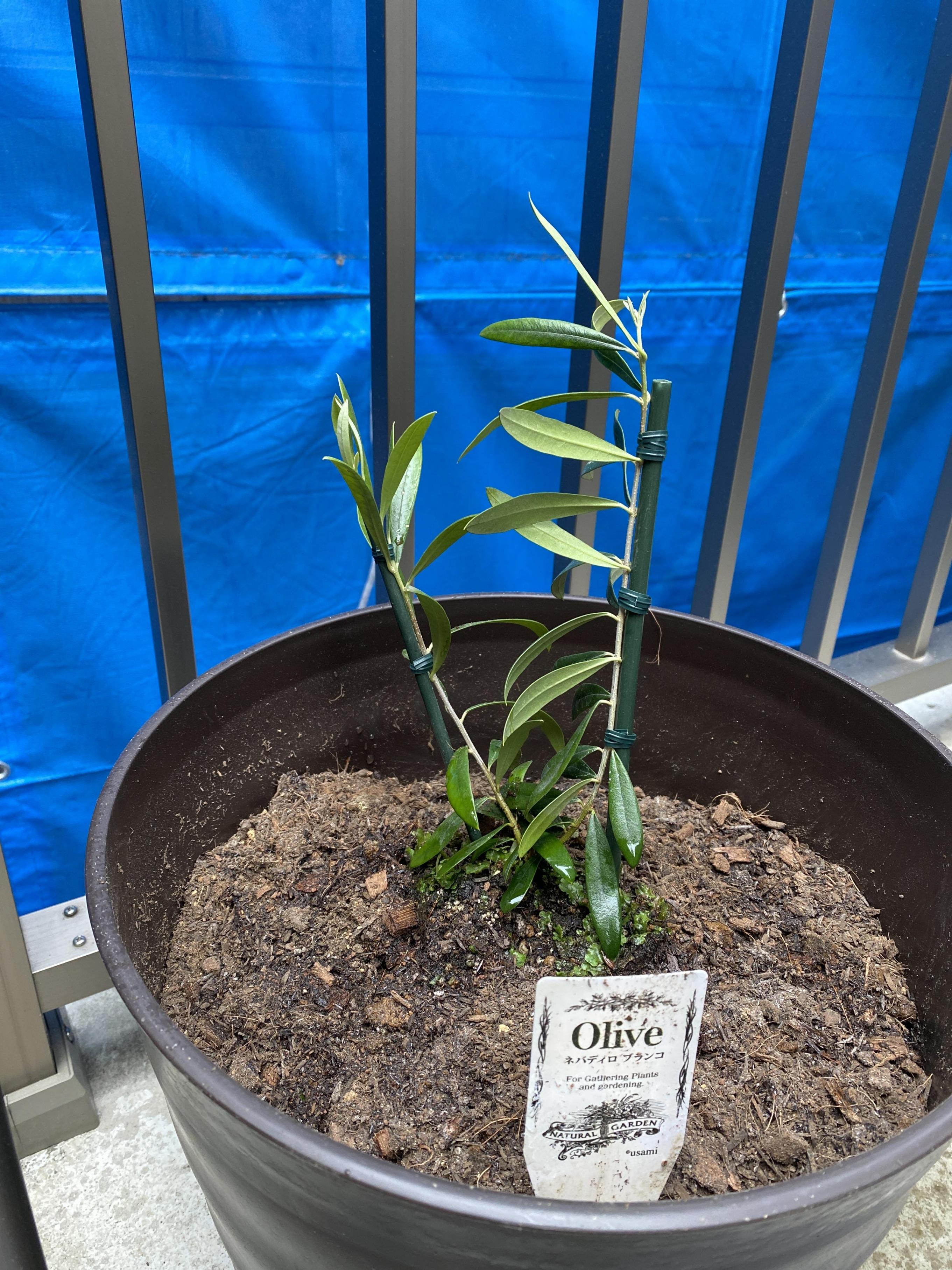 オリーブ苗木 ネバディロブランコ 30 成長早い品種です 人気常緑樹 Oribu Neba 30 緑花木ネットストアー 通販 Yahoo ショッピング