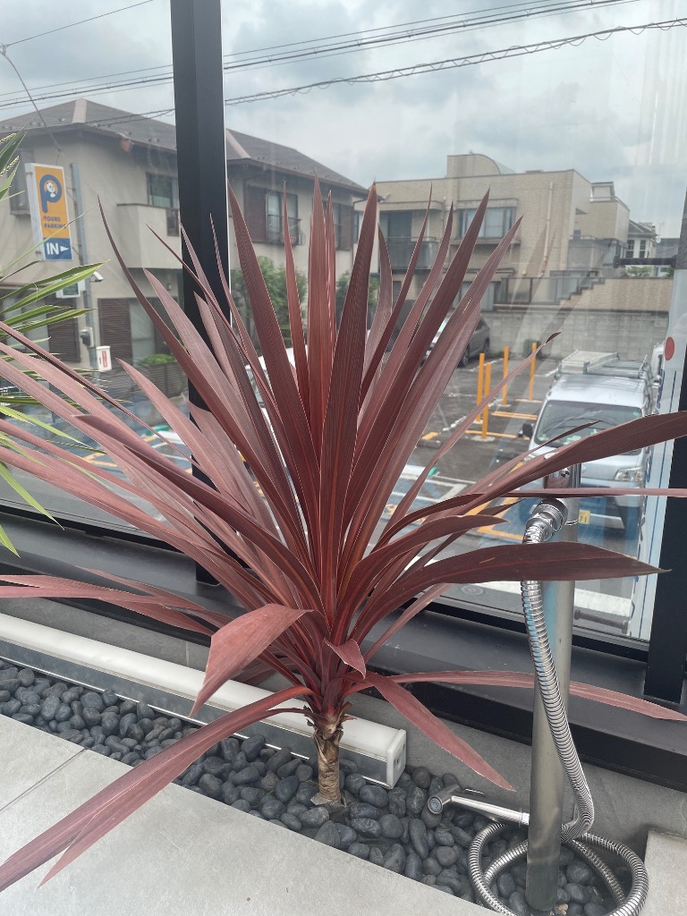 現品○コルジリネ・レッドスター○コルディリネ○赤ドラセナ○庭