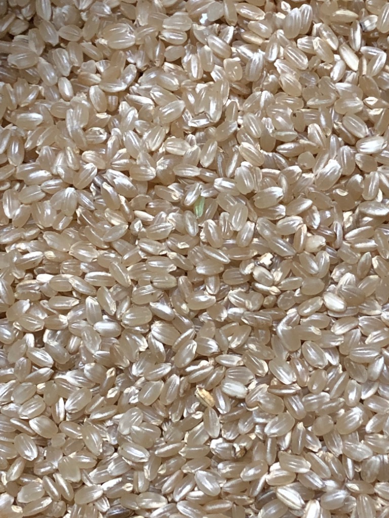 令和7年度産　粒すけ　玄米　30キロ 粒すけ 玄米30kg 令和7年産 : 緑農PRO - 通販 - Yahoo!ショッピング
