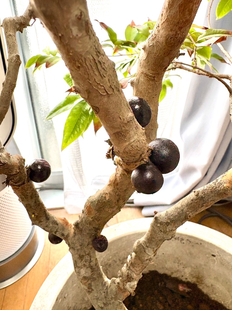 ジャボチカバ大苗 (四季なり種) 実生苗（1鉢）【結実経験あり