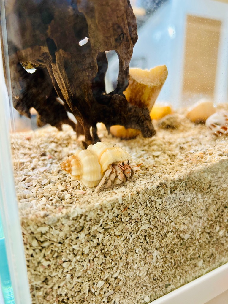 オカヤドカリ飼育セット サンゴ砂10kg・海水500ml×2・サトウキビ