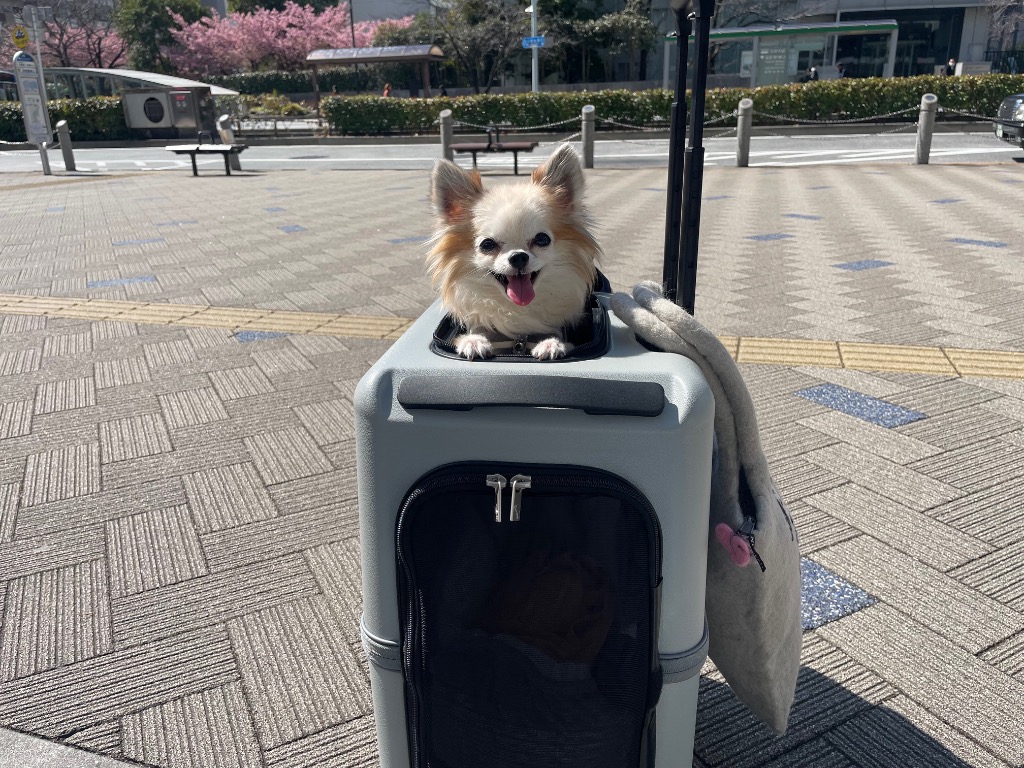 PETiCO PET CARRY ペットキャリーiCO ジッパータイプ Mサイズ