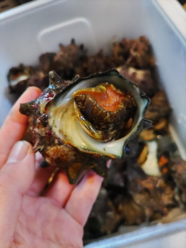 佐渡産天然活サザエ 5kg（約50〜60個入り） 佐渡島産 海産物 100