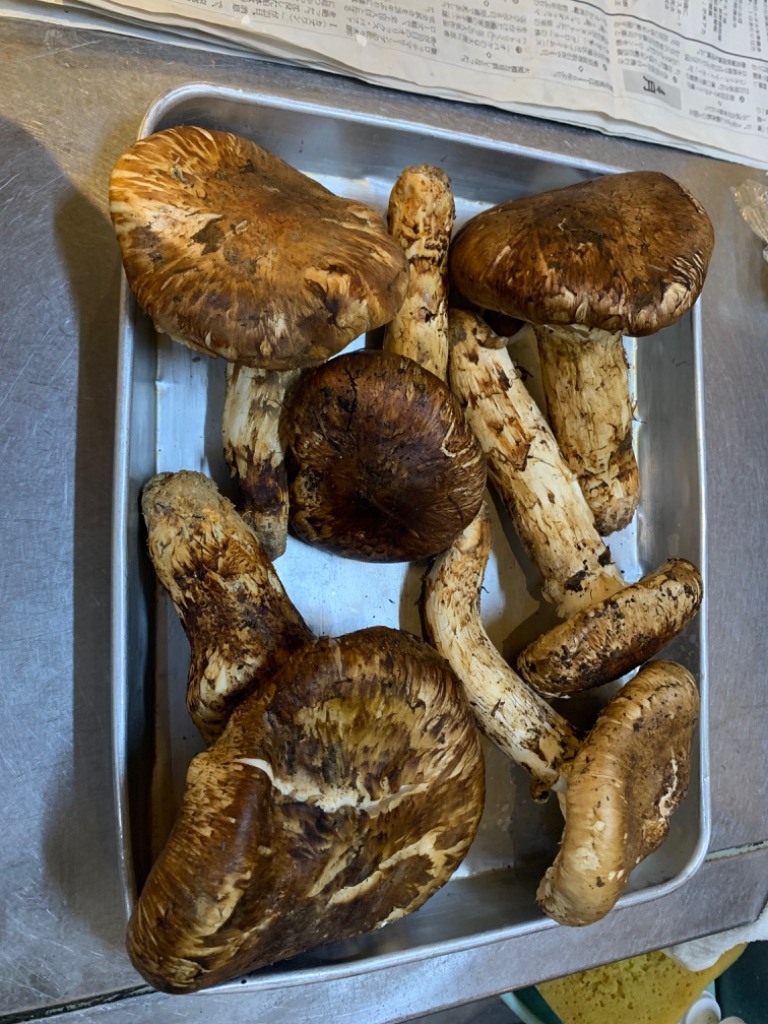 生鮮松茸 【訳あり】1kg 2025 中国産 秋の味覚 生松茸 お買い得