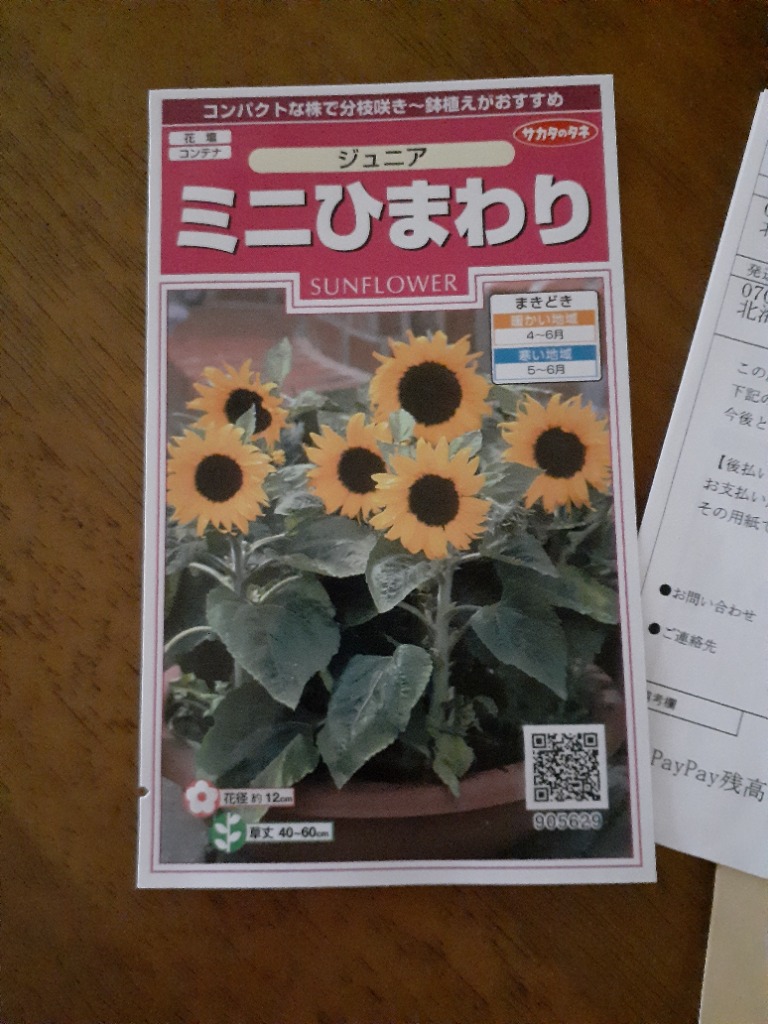 ひまわりの種 ミニひまわり ジュニア 実咲小袋 : 菜園くらぶ