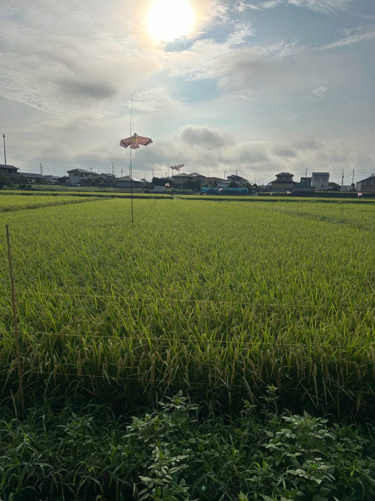 全体のレビュー画像 | 0-0