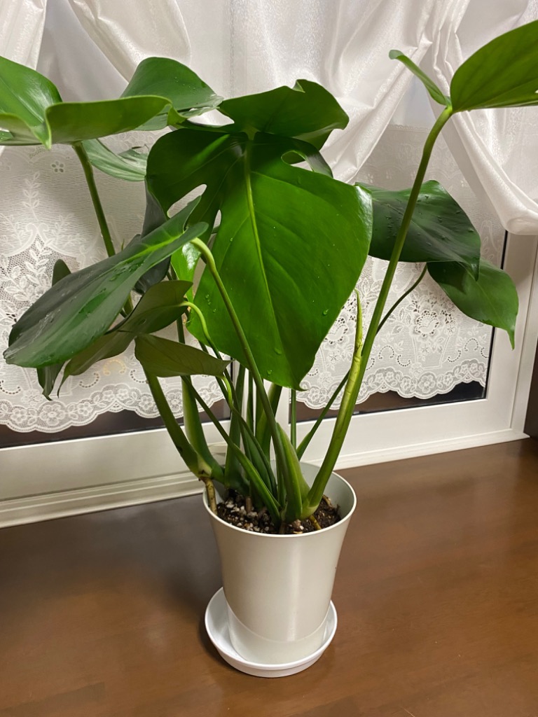 観葉植物 本物 モンステラ 6号鉢 鉢カバーオプション サトイモ科