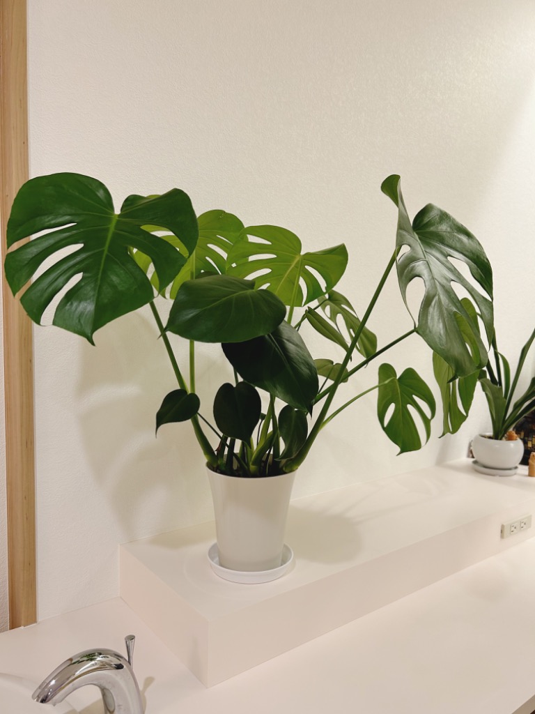 観葉植物 本物 モンステラ 6号鉢 鉢カバーオプション サトイモ科