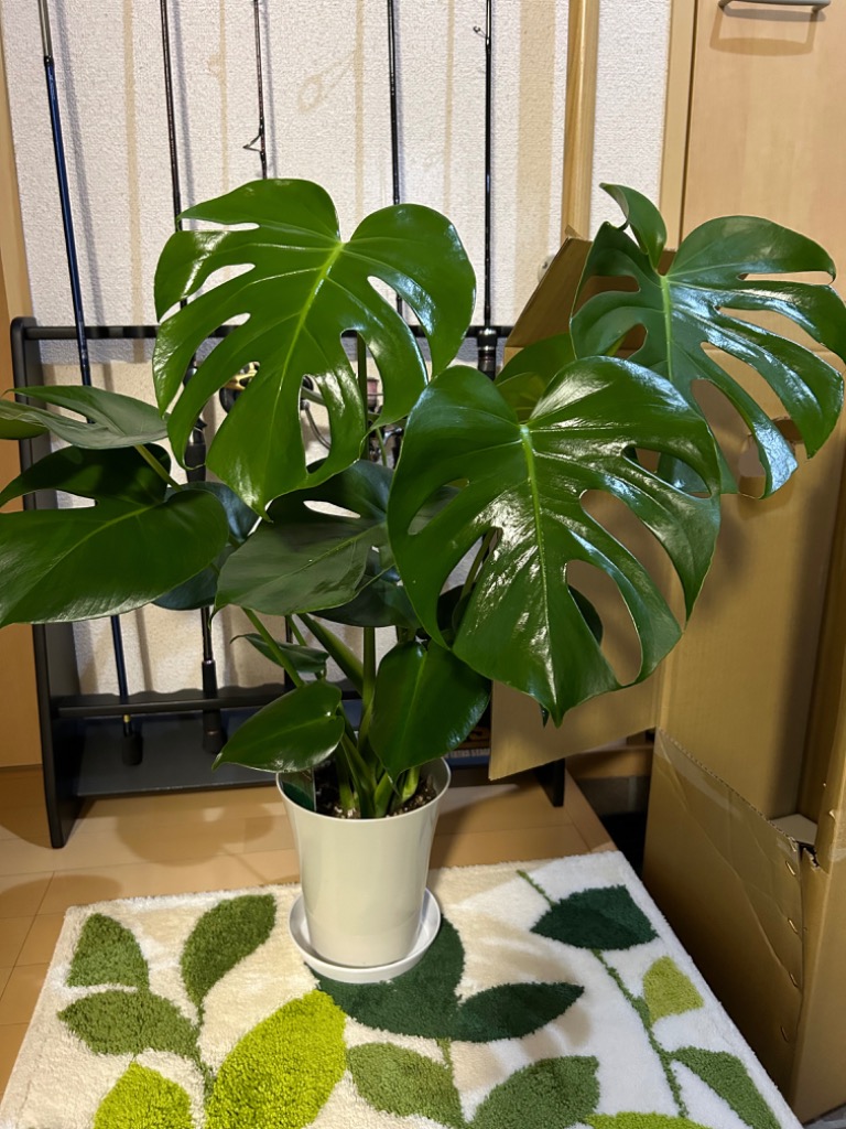 観葉植物 本物 モンステラ 6号鉢 鉢カバーオプション サトイモ科