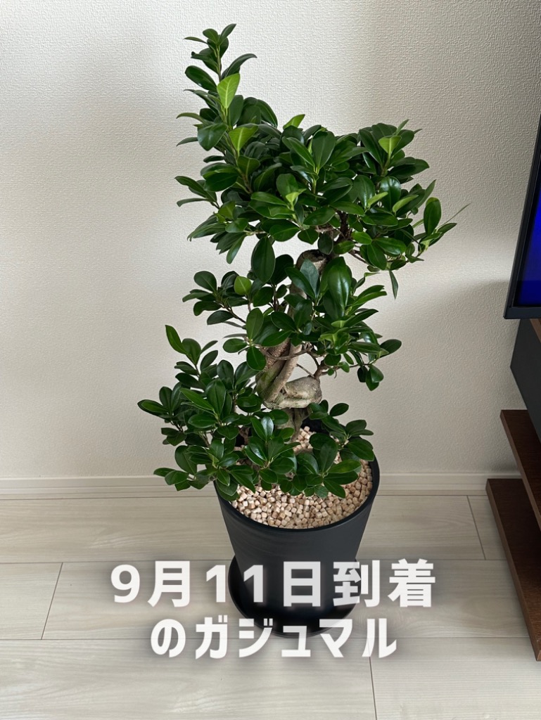 観葉植物 本物 ガジュマル 昇り竜 セラアート鉢 8号鉢 大型
