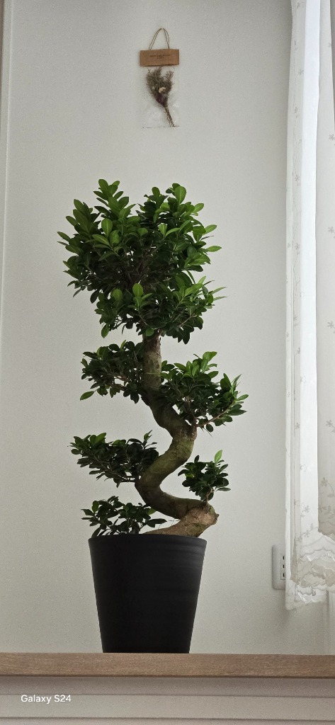 太ガジュマル 人気昇り龍 根を楽しむ植物 Amazon.co.jp: PLANCHU 観葉植物 ガジュマル 昇り竜＆太幹 2鉢
