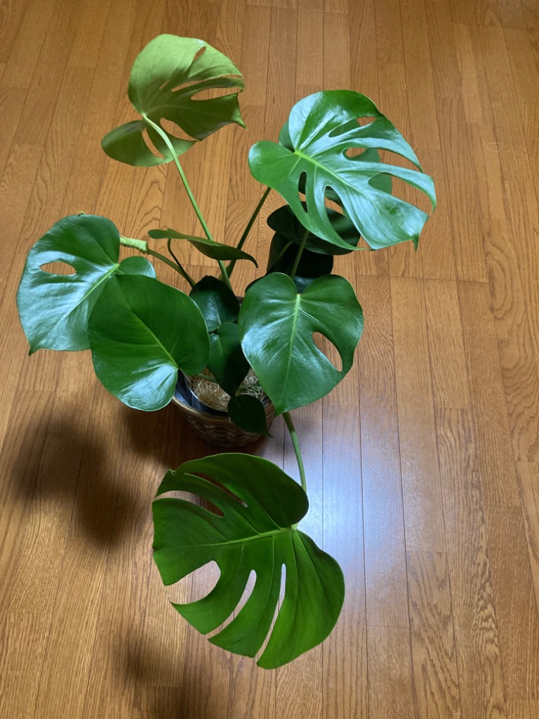 全体のレビュー画像 | 0-0